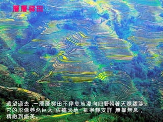 層層梯田 遠望過去， 一層層梯田不停息地漫向四野， 朝著天際跋涉。 它的形像莽然巨大， 佔據天地， 卻寧靜安詳， 無聲無息， 精緻到絕美。 