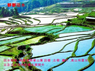 靜靜田水 田水稍靜， 明鏡裡映著山寨， 田棚， 古樹， 纖竹， 高山和雲光， 以及日出而作的農夫與耕牛。 