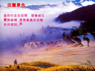田壟景色 當你行走在田間，都會被它那 氣勢磅礡， 雲煙裊裊的田壟景 色所傾到。 