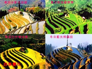 四季變化 春田水影白如銀 夏日稻浪綠翠翠 秋收化作暖金黃 冬日藍光照滿田 