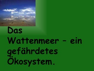 Das  Wattenmeer – ein gefährdetes Ökosystem.    