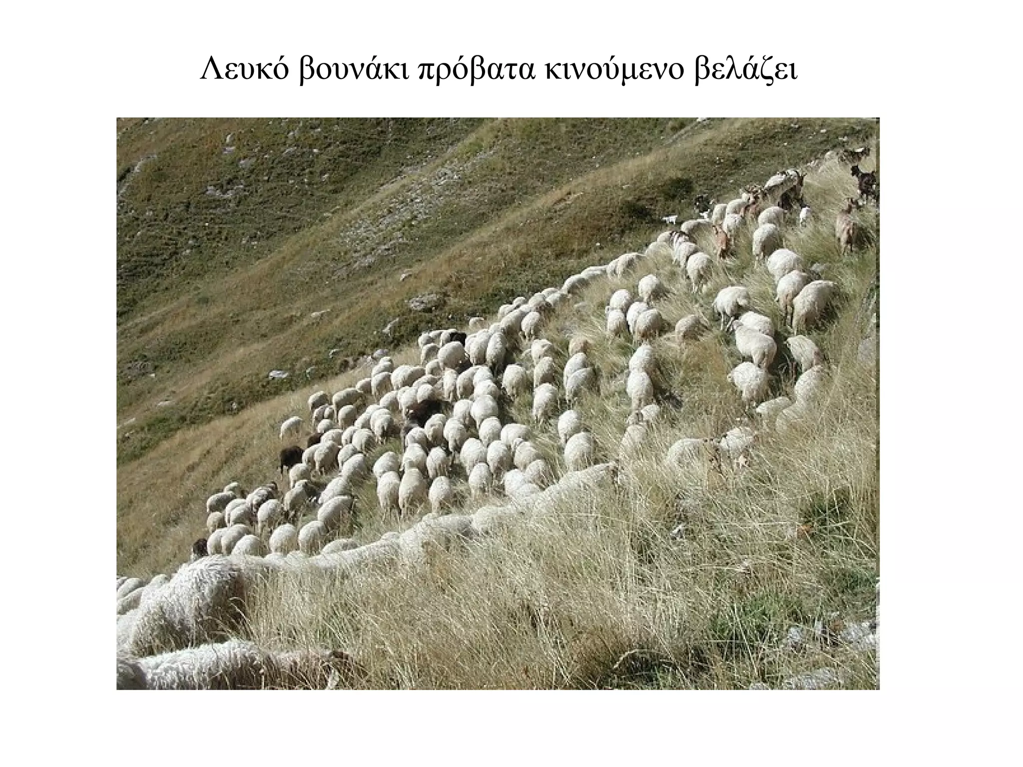 Λευκό βουνάκι πρόβατα κινούμενο βελάζει 