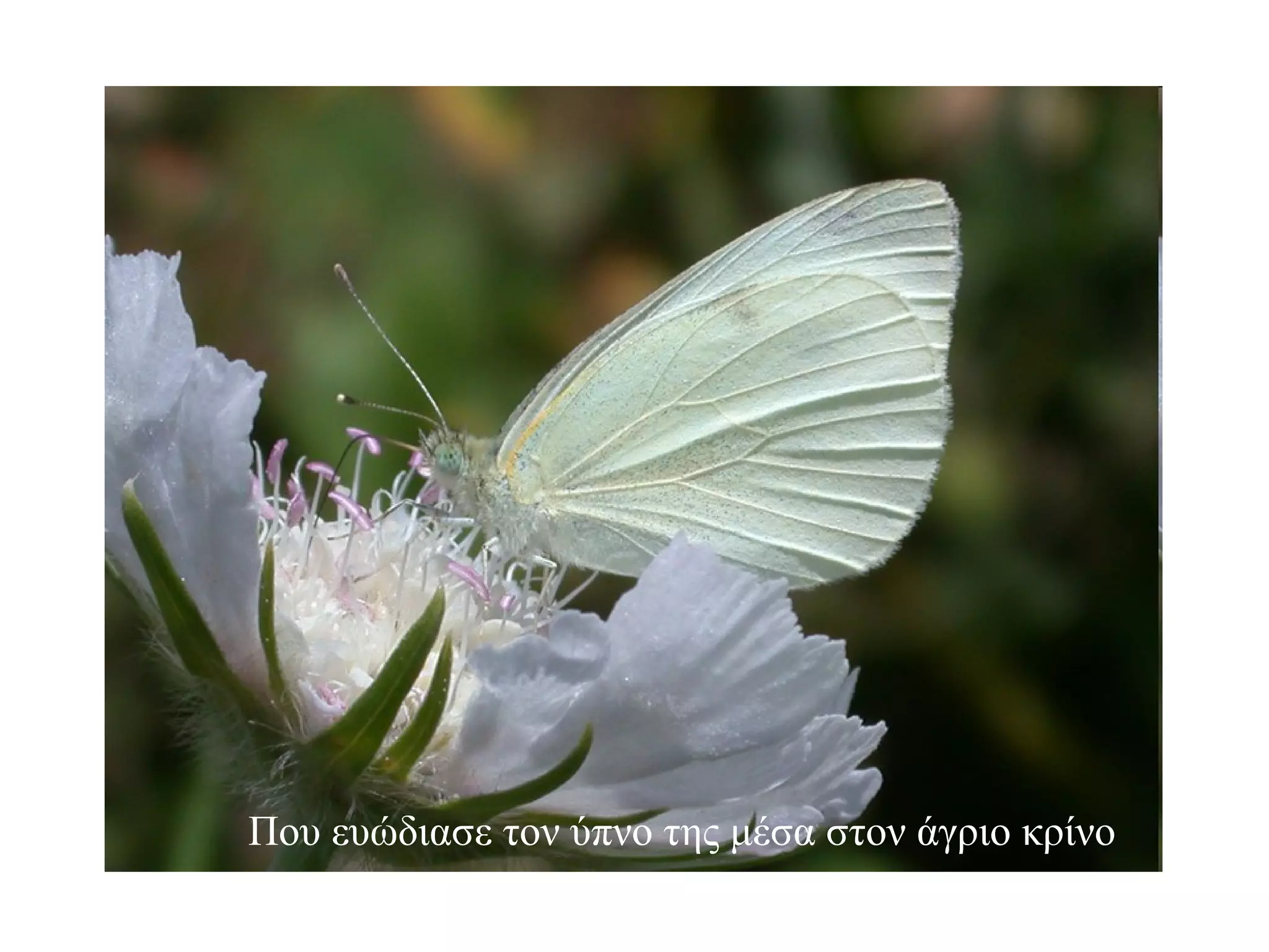 Που ευώδιασε τον ύπνο της μέσα στον άγριο κρίνο 