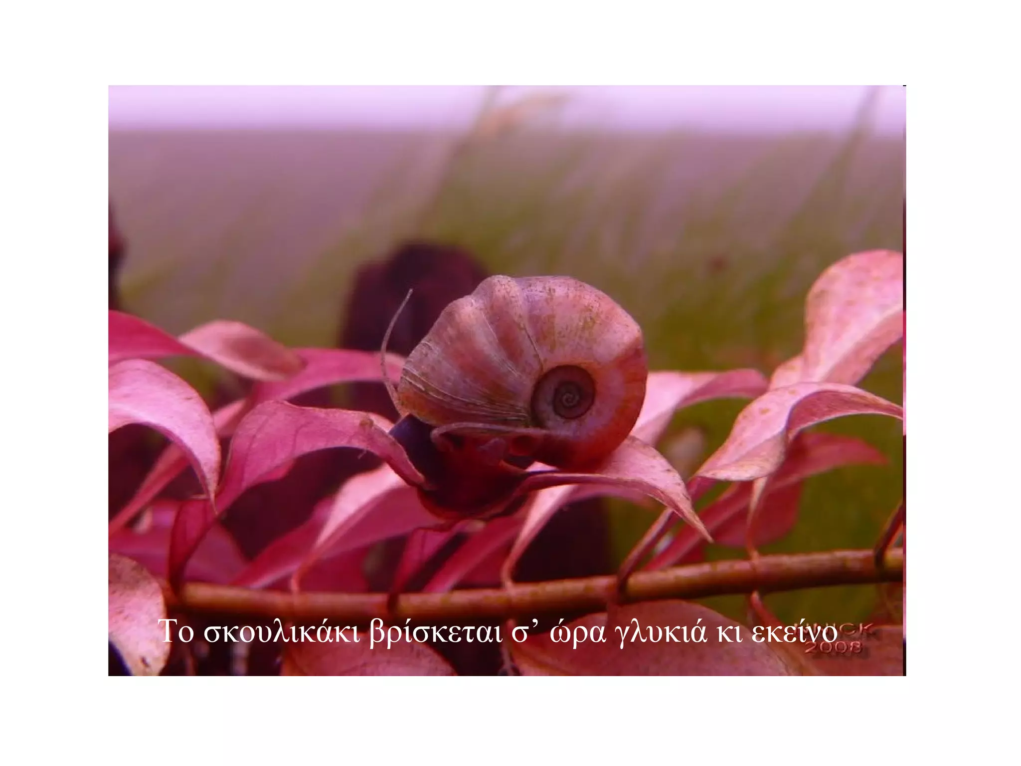 Το σκουλικάκι βρίσκεται σ’ ώρα γλυκιά κι εκείνο 