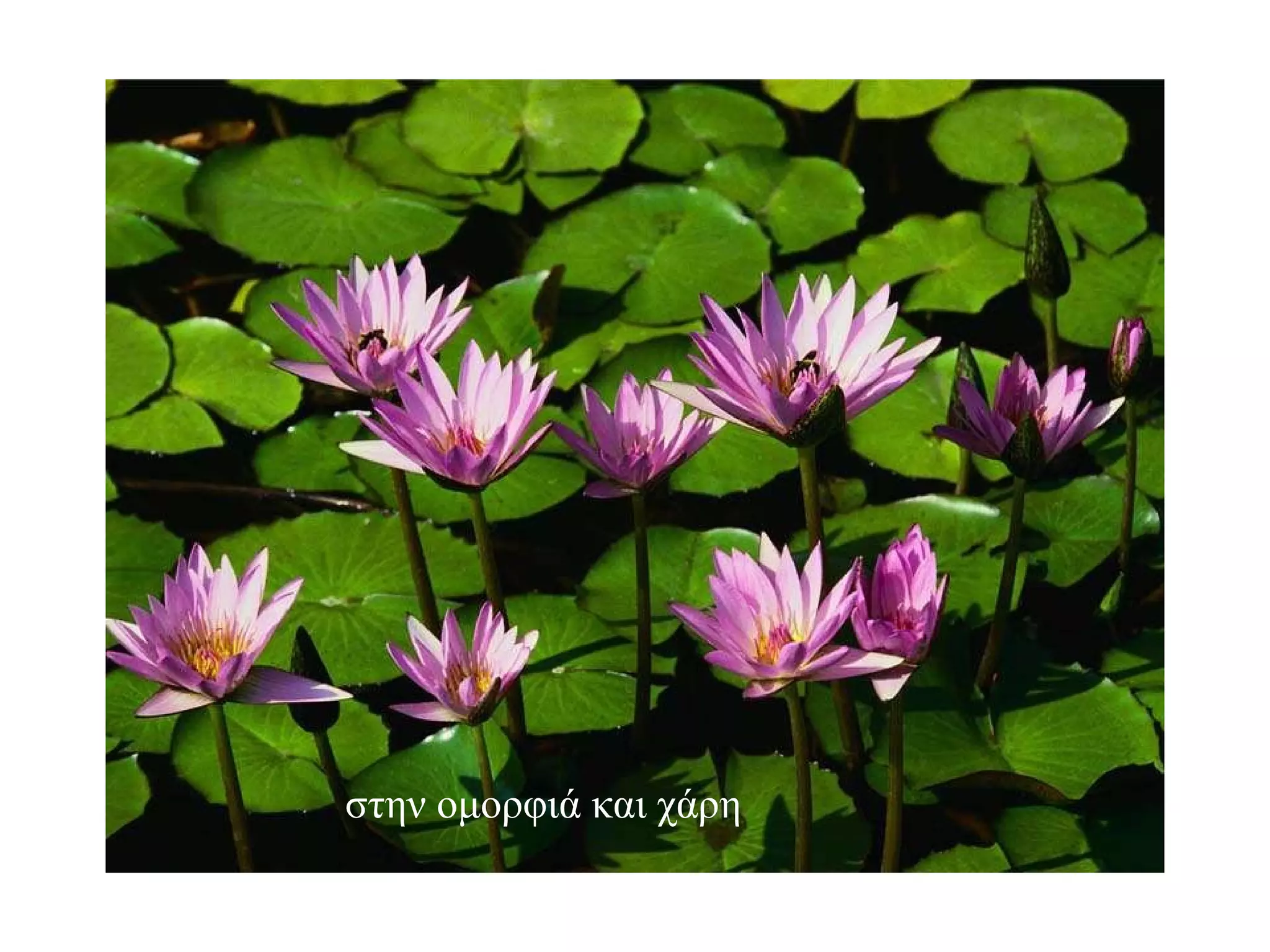 στην ομορφιά και χάρη 