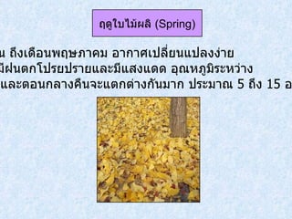 เดือนเมษายน ถึงเดือนพฤษภาคม อากาศเปลี่ยนแปลงง่าย โดยปกติจะมีฝนตกโปรยปรายและมีแสงแดด อุณหภูมิระหว่าง ตอนกลางวันและตอนกลางคืนจะแตกต่างกันมาก ประมาณ  5   ถึง  15   องศาเซลเซียส ฤดูใบไม้ผลิ  ( Spring ) 