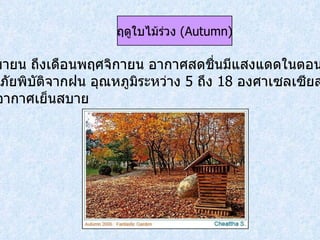 เดือนกันยายน ถึงเดือนพฤศจิกายน อากาศสดชื่นมีแสงแดดในตอนกลางวัน แต่อาจมีภัยพิบัติจากฝน อุณหภูมิระหว่าง  5   ถึง  18   องศาเซลเซียส ส่วนตอน กลางคืนอากาศเย็นสบาย  ฤดูใบไม้ร่วง  ( Autumn ) 