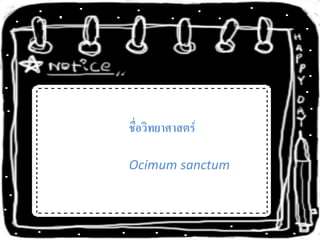 ชื่อวิทยาศาสตร์

Ocimum sanctum
 