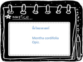 ชื่อวิทยาศาสตร์

Mentha cordifolia
Opiz.
 