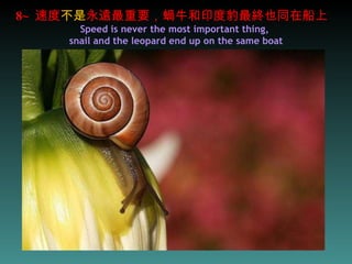 8~  速度 不是 永遠最重要，蝸牛和印度豹最終也同在船上  Speed is never the most important thing,  snail and the leopard end up on the same boat 