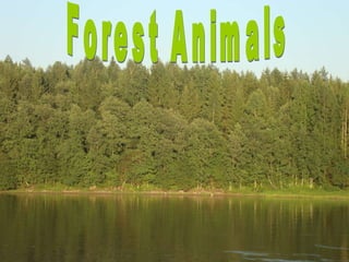 Forest Animals 