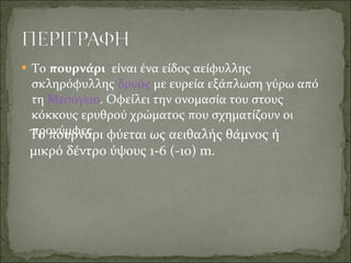 <ul><li>Το  πουρνάρι   είναι ένα είδος αείφυλλης σκληρόφυλλης  δρυός  με ευρεία εξάπλωση γύρω από τη  Μεσόγειο . Οφείλει τ...