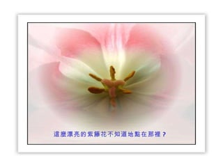 這麼漂亮的紫籐花不知道地點在那裡 ? 