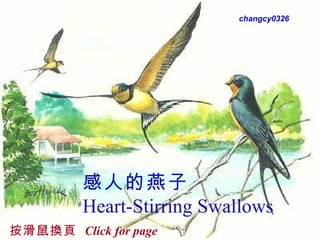 感人的燕子 Heart-Stirring Swallows   Please leave  Show intact changcy0326 按滑鼠換頁  Click for page continue 