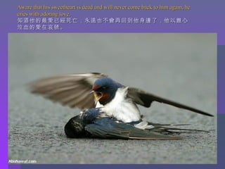 Aware that his sweetheart is dead and will never come back to him again, he cries with adoring love.  知道他的最愛已經死亡，永遠也不會再回到他身邊了，他以錐心泣血的愛在哀號。 