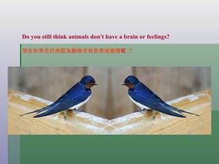 Do you still think animals don't have a brain or feelings? 現在你是否仍然認為動物沒有思想或感情 呢   ？   