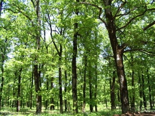 ΤΟ ΔΑΣΟΣ/ΤΙ ΚΑΗΚΕ ΣΤΗΝ ΠΑΡΝΗΘΑ