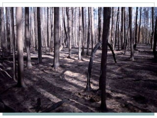 ΤΟ ΔΑΣΟΣ/ΤΙ ΚΑΗΚΕ ΣΤΗΝ ΠΑΡΝΗΘΑ