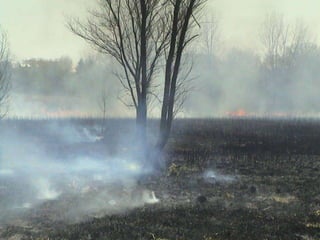ΤΟ ΔΑΣΟΣ/ΤΙ ΚΑΗΚΕ ΣΤΗΝ ΠΑΡΝΗΘΑ