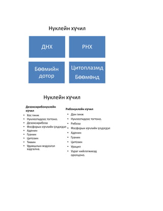 Нуклейн хүчил


              ДНХ                       РНХ


         Бөөмийн                Цитоплазмд
          дотор                    Бөөмөнд


               Нуклейн хүчил
    Дезоксирибонуклейн
    хүчил                     Рибонуклейн хүчил
•    Хос гинж                  • Дан гинж
•    Нуклеотидоос тогтоно.     • Нуклеотидоос тогтоно.
•    Дезоксирибоза             • Рибоза
•    Фосфорын хүчлийн үлдэгдэл • Фосфорын хүчлийн үлдэгдэл
•    Аденин
                               • Аденин
•    Гуанин
•    Цитозин                   • Гуанин
•    Тимин                     • Цитозин
•    Удамшлын мэдээлэл         • Урацил
     хадгална.
                               • Уураг нийлэгжихэд
                                 оролцоно.
 