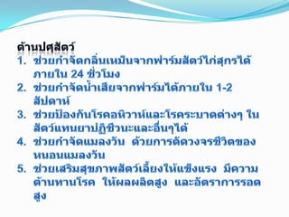 ด้านปศุสัตว์ช่วยกำจัดกลิ่นเหม็นจากฟาร์มสัตว์ไก่สุกรได้ภายใน 24 ชั่วโมงช่วยกำจัดน้ำเสียจากฟาร์มได้ภายใน 1-2 สัปดาห์ช่วยป้องกันโรคอหิวาห์และโรคระบาดต่างๆ ในสัตว์แทนยาปฏิชีวนะและอื่นๆได้ช่วยกำจัดแมลงวัน  ด้วยการตัดวงจรชีวิตของหนอนแมลงวันช่วยเสริมสุขภาพสัตว์เลี้ยงให้แข็งแรง  มีความต้านทานโรค  ให้ผลผลิตสูง  และอัตราการรอดสูง16