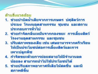 ด้านสิ่งแวดล้อมช่วยบำบัดน้ำเสียจากการเกษตร  ปศุสัตว์การประมง  โรงงนอุตสาหกรรม  ชุมชน  และสถานประกอบการทั่วไปช่วยกำจัดกลิ่นเหม็นจากกองขยะ  การเลี้ยงสัตว์โรงงานอุตสาหกรรม  และชุมชนปรับสภาพของเสีย เช่น เศษอาหารจากครัวเรือนให้เป็นประโยชน์ต่อการเลี้ยงสัตว์และการเพาะปลูกพืชกำจัดขยะด้วยการย่อยสลายให้มีจำนวนลดน้อยลง สามารถนำไปใช้ประโยชน์ได้ช่วยปรับสภาพอากาศที่เสียให้สดชื่น  และมีสภาพดีขึ้น18