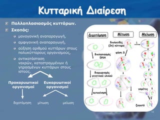 Κυτταρική ΔιαίρεσηΜείωσηΠολλαπλασιασμός κυττάρων.Σκοπός:μονογονική αναπαραγωγή,αμφιγονική αναπαραγωγή,αύξηση αριθμού κυττάρων στους πολυκύτταρους οργανισμούς,αντικατάσταση νεκρών, κατεστραμμένων ή γηρασμένων κυττάρων στους ιστούς.ΜίτωσηΔιχοτόμησηδιπλοειδές  (2n) κύτταροφάση Sδιπλασιασμός DNAδιαχωρισμός γενετικού υλικούΠροκαρυωτικοί οργανισμοίΕυκαρυωτικοί οργανισμοίγαμέτεςκυτοκίνησηδιχοτόμησημίτωσημείωσηζυγωτό12
