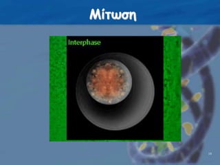 Μίτωση16