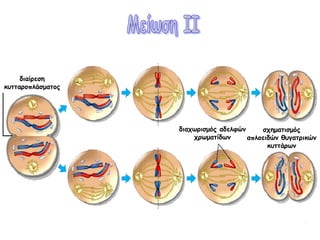 διαίρεση κυτταροπλάσματοςδιαχωρισμός αδελφών χρωματίδωνσχηματισμός απλοειδών θυγατρικών κυττάρωνΜείωση ΙΙ20