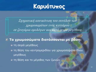 ΚαρυότυποςΣχηματική απεικόνιση του συνόλου των χρωμοσωμάτων ενός κυττάρου σε ζευγάρια ομολόγων και κατά σειρά μεγέθους.Τα χρωμοσώματα διατάσσονται με βάση:τη σειρά μεγέθουςτη θέση του κεντρομεριδίου για χρωμοσώματα ίδιου μεγέθουςτη θέση και το μέγεθος των ζωνών2323
