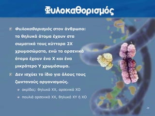 29ΦυλοκαθορισμόςΦυλοκαθορισμός στον άνθρωπο:  τα θηλυκά άτομα έχουν στα σωματικά τους κύτταρα 2Χ χρωμοσώματα, ενώ τα αρσενικά άτομα έχουν ένα Χ και ένα μικρότερο Υ χρωμόσωμα.Δεν ισχύει το ίδιο για όλους τους ζωντανούς οργανισμούς.ακρίδες: θηλυκά ΧΧ, αρσενικά ΧΟπουλιά αρσενικά ΧΧ, θηλυκά ΧΥ ή ΧΟ29