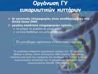 Οργάνωση ΓΥ ευκαρυωτικών κυττάρων Οι γενετικές πληροφορίες είναι αποθηκευμένες στη διπλή έλικα DNA.μεγάλη ποσότητα πληροφοριών πρέπει: να μπορεί να χωρέσει σε μικρό χώρο να είναι διαθέσιμο για μεταγραφήΤο γονιδίωμα υφίσταται έντονο πακετάρισμαΤο μικρότερο ανθρώπινο χρωμόσωμα περιέχει 4,6 . 107 ζευγάρια βάσεων ή αλλιώς 14mm εκτεταμένου DNA (περίπου δεκαπλάσια ποσότητα από αυτή που περιέχεται στο γονιδίωμα της E.coli). Στην πιο συμπυκνωμένη κατάστασή του το χρωμόσωμα έχει μήκος 2μm (συμπυκνώνεται δηλαδή 7000 φορές).5