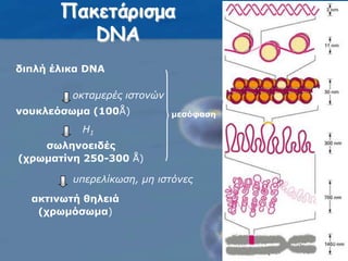μεσόφασηΠακετάρισμα DNAδιπλή έλικα DNΑοκταμερές ιστονώννουκλεόσωμα (100Å)Η1σωληνοειδές (χρωματίνη 250-300 Å)υπερελίκωση, μη ιστόνεςακτινωτή θηλειά(χρωμόσωμα)8
