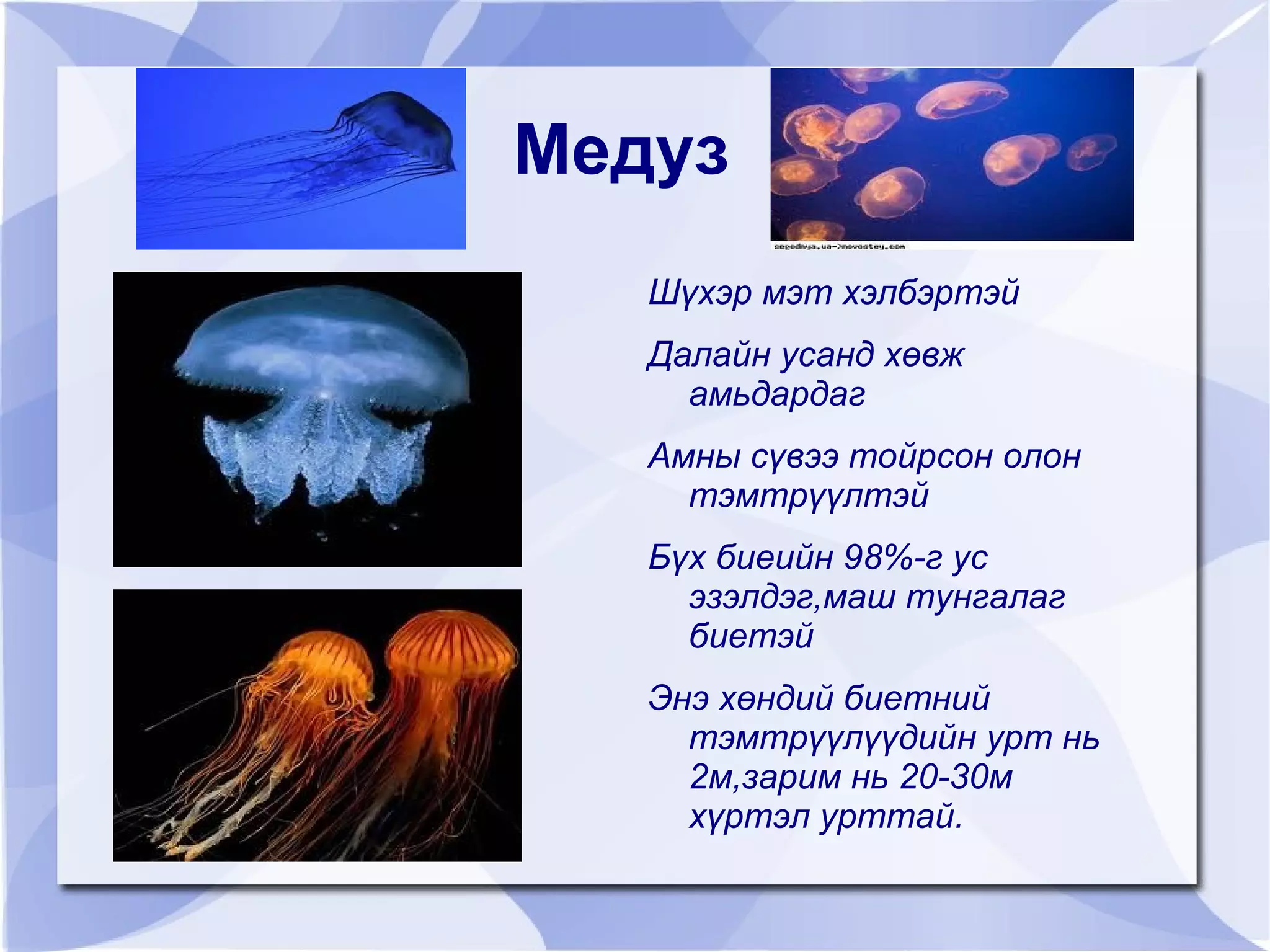 Гол онцлог нь:  Бие нь 2 давхраатай, дотроо хөндий, амны сүвийг тойрсон олон тэмтрүүлтэй. 