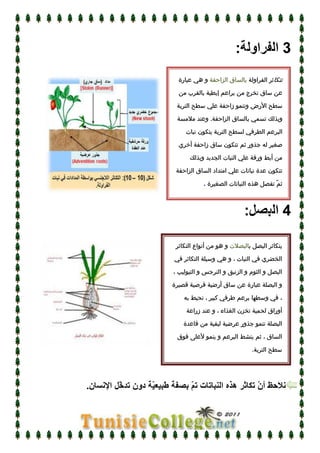 درس التكاثر عند النبات الزهري   علوم  الحياة و الأرض - الثامنة أساسي   الآنسة سارة 