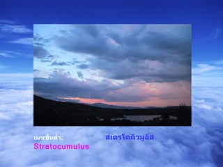 เมฆชั้นต่ำ :   สเตรโตคิวมูลัส   Stratocumulus  