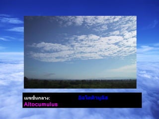 เมฆชั้นกลาง :   อัลโตคิวมูลัส   Altocumulus   