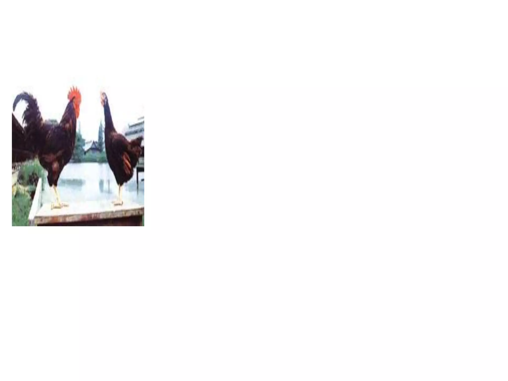  เป็นไก่ที่เกิดจากการผสมพันธุ์ระหว่างไก่พันธุ์แท้ 2 พันธุ์ โดยมีจุดประสงค์เพื่อให้ได้ไก่ที่ให้ไก่ดก เพื่อเป็นการผลิตไข่ในราคาที่ถูกที่สุด ส่วนมากแล้วการผสมไก่ประเภทนี้ลูกผสมที่ได้จะมีลักษณะบางอย่างที่ดีกว่าพ่อแม่พันธุ์ โดยเฉพาะความทนทานต่อโรค ไก่ลูกผสมที่ยังมีผู้นิยมเลี้ยงอยู่บ้าง ได้แก่ ไก่ลูกผสมระหว่างพ่อโร๊ด+แม่บาร์, พ่อบาร์+แม่โร๊ด, เล็กฮอร์น+โร๊ด, โร๊ด+ไฮบริด และลูกผสม 3 สายเลือด คือ ลูกตัวเมียที่ได้จากลูกผสมพ่อโร๊ด+แม่บาร์ นำไปผสมกับพ่อไก่อู ลูกผสมที่ได้จะมีเนื้อดี โตเร็ว และไข่ดีพอสมควร เหมาะสำหรับนำไปเลี้ยงเป็นรายได้เสริม 