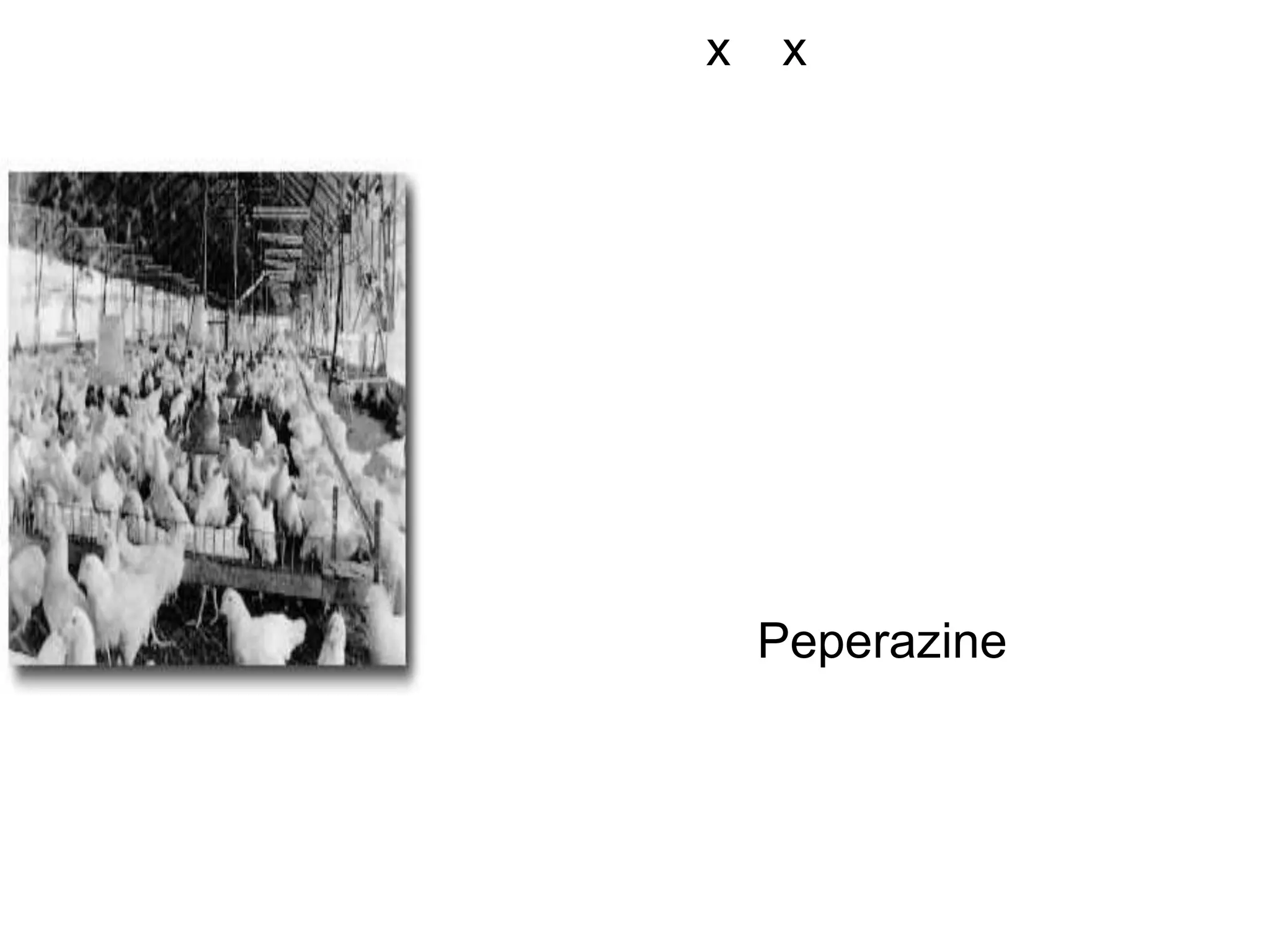 การเลี้ยงไก่สาวอายุ 15-20 สัปดาห์ ไก่สาวเริ่มเข้าอายุ 15 สัปดาห์ ให้ย้ายไก่สาวเหล่านี้ขึ้นเลี้ยงบนกรงตับขังเดี่ยวขนาดกรง 20x20x45 ซม. เป็นกรงตั้งชั้นเดียวเรียงเป็นแถวยาว วันที่นำไก่ขึ้นกรงตับผู้เลี้ยงจะต้องดำเนินการ 4 ประการ ด้วยกันคือชั่งน้ำหนักทุกตัวจากนั้นนำไปตัดปากบนของไก่ซ้ำอีกให้ปากบนสั้นกว่าปากล่าง ตัดปากด้วยเครื่องตัดปากไก่และจี้แผลด้วยความร้อนป้องกันเลือดออกมา เสร็จแล้วหยอดจมูกด้วยวัคซีนป้องกันโรคหลอดลมอักเสบติดต่อ ขั้นตอนต่อไปก็ให้ยาถ่ายพยาธิภายในด้วยยาประเภท Peperazine ชนิดเม็ดทุก ๆ ตัว ๆ ละ 1 เม็ดสุดท้าย คืออาบน้ำยาฆ่าเหาไรไก่ โดยใช้ยาฆ่าแมลงชนิดผงชื่อเซฟวิน 85 ตวงยา 3 ช้อนแกงต่อน้ำ 20 ลิตร นำไก่ลงจุ่มน้ำมือถูกให้ขนเปียกพอถึงเวลาจะนำไก่ขึ้นจากน้ำก็จับหัวไก่จุ่มลงในน้ำแล้วรีบดึงขึ้นจากนั้นจึงนำไปใส่ในกรงไก่ต่อไป 