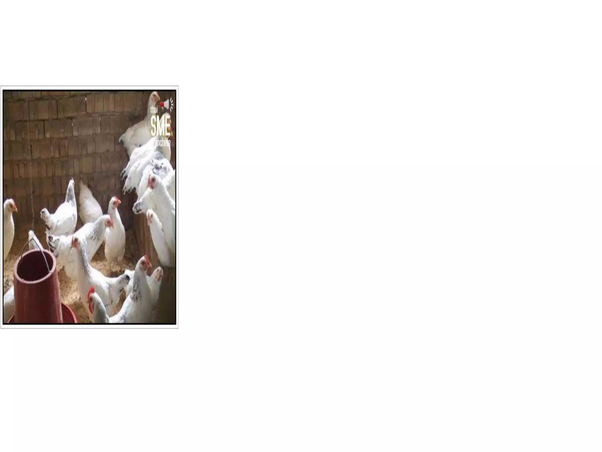 1. ไก่พ่อแม่พันธุ์ที่เลี้ยงอยู่บนกรงตับต่อจากรุ่นหนุ่มสาวนั้นแม่ไก่ จะเริ่มไข่ฟองแรกเมื่ออายุประมาณ 150 วัน หรือ 5-5.5 เดือน เมื่อไก่เริ่มไข่ให้เปลี่ยนสูตรอาหารใหม่ให้มีโภชนะอาหารเพิ่มขึ้นเพื่อไก่นำไปสร้างไข่รวมทั้งเพิ่มแร่ธาตุแคลเซี่ยม จากเดิม 0.60% เป็น 3.36% ฟอสฟอรัส 0.3% เป็น 0.42% เพื่อนำไปสร้างเปลือกไข่ ส่วนไก่พ่อพันธุ์นั้นให้อาหารเช่นเดียวกับแม่ไก่ แต่มีธาตุแคลเซี่ยมต่ำกว่า คือ 0.60% และฟอสฟอรัส 0.3% เท่า ๆ กับในอาหารไก่รุ่นหนุ่มสาว ทั้งนี้เพราะไก่พ่อพันธุ์ไม่ไข่จึงไม่จำเป็นจะต้องให้แคลเซี่ยมและฟอสฟอรัสสูงและอีกประการหนึ่งการให้ธาตุแคลเซี่ยมสูงเช่นเดียวกับไก่แม่พันธุ์ หรือให้อาหารสูตรเดียวกับไก่แม่พันธุ์นั้น มีการค้นคว้าและวิจัยพบว่าทำให้การผสมพันธุ์ของพ่อไก่ไม่ดี มีน้ำเชื้อน้อยและผสมไม่ติด ดังนั้นการจัดการที่ดีจึงควรแยกสูตรอาหารให้ไก่พ่อแม่พันธุ์กินจำนวนอาหารที่ให้แม่ไก่กินขึ้นอยู่กับอัตราการไข่ของแม่ไก่แม่ไก่ไข่มากกว่าก็ให้กินมากไข่น้อยก็ให้อาหารลดลงตามส่วน ดังตารางที่ 9 