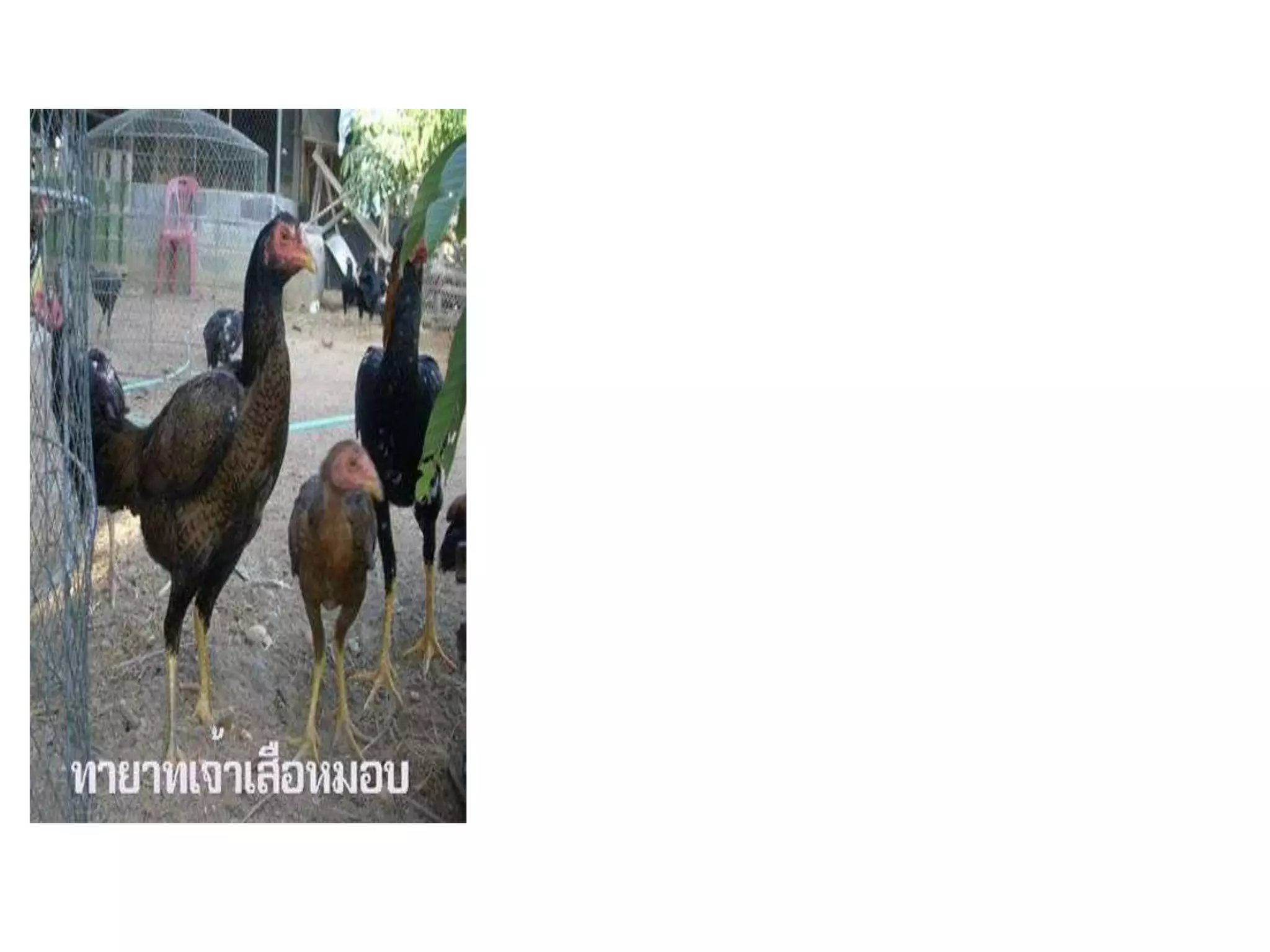 ในการเลี้ยงไก่ไข่ของอุดมชัยฟาร์ม ลักษณะการเลี้ยงจะเป็นการเลี้ยงแบบปล่อยในโรงเรือนเปิด เลี้ยงให้ไก่อยู่ในสิ่งแวดล้อมที่เป็นธรรมชาติมากที่สุด ซึ่งทางฟาร์มแห่งนี้ได้ใช้วิธีการเลี้ยงในลักษณะนี้มาตั้งแต่รุ่นของพ่อ แต่รุ่นของพ่อ การเลี้ยงจะคิดถึงหลักเศรษฐกิจ พื้นที่ในการเลี้ยงไก่ค่อนข้างจะเต็มพื้นที่ แต่หลังจากมีข่าวเรื่องไข้หวัดนก ทางฟาร์มได้ลดปริมาณไก่ต่อพื้นที่เบาบางกว่าที่เคยเลี้ยง ยอมที่จะเสียพื้นที่ ยอมเสียโอกาส แต่ไม่หมดโอกาส และทางฟาร์มค่อนข้างโชคดีในเรื่องพื้นที่ฟาร์มและในเรื่องของโรงเรือน ที่มีถึง 3 แห่ง แต่ละแห่งจะมีพื้นที่เหลือ เมื่อมีปัญหาจึงง่ายต่อการกระจายไก่ออกไปได้ ไม่เหมือนกับฟาร์มที่สร้างโรงเรือนจำกัด พอเกิดปัญหาก็ไม่สามารถขยับขยายได้ ไม่สามารถที่จะไปฝากเล้าภายในฟาร์มได้