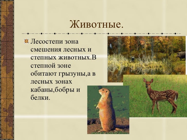 животные лесостепи. животные лесостепи и степи. животный мир лесостепи и степи в россии. животный мир лесостепи в россии. животные лесостепи и степи.