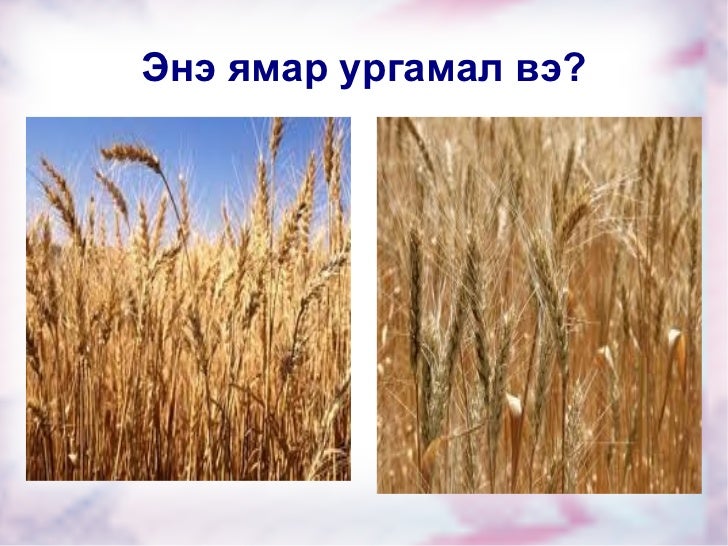 үр тарианы ургамал