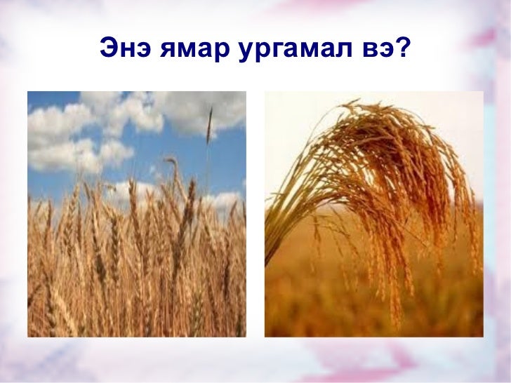 үр тарианы ургамал