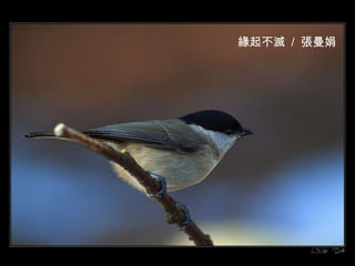 緣起不滅  /  張曼娟 