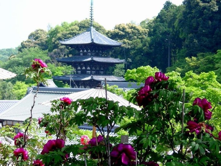奈良當麻寺的牡丹 奈良當麻寺的牡丹