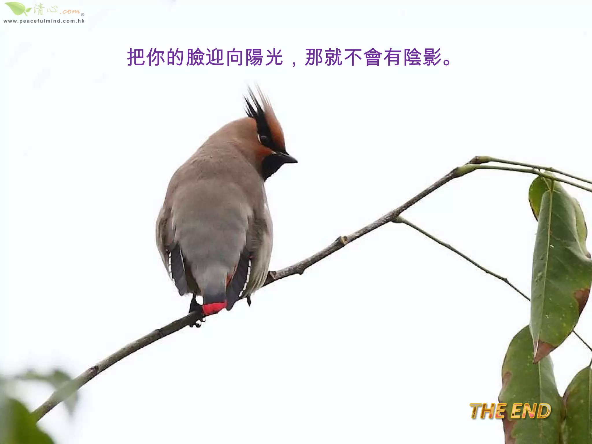 把你的臉迎向陽光，那就不會有陰影。 