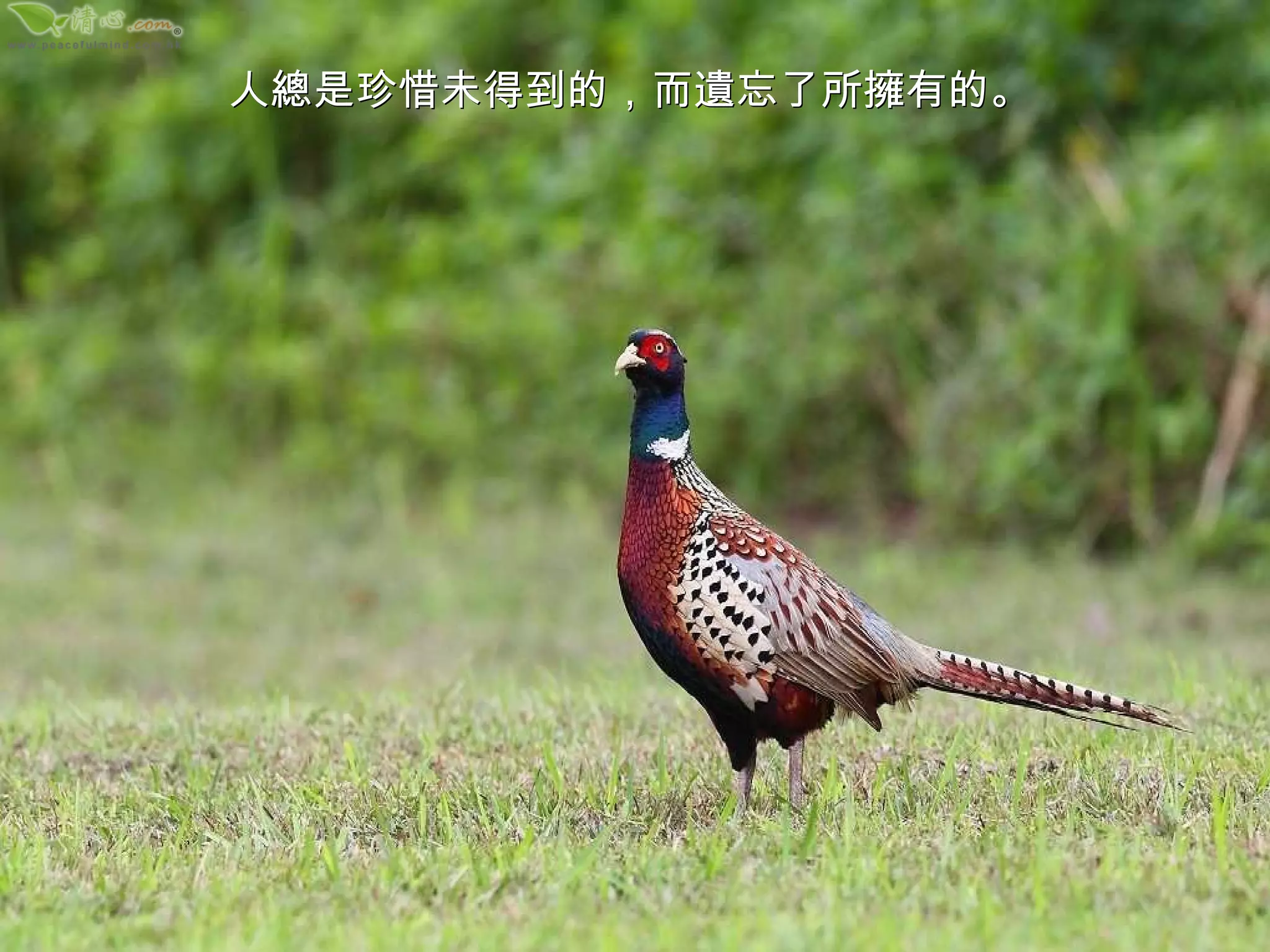 人總是珍惜未得到的，而遺忘了所擁有的。 
