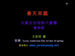 春天來臨 九族文化村的八重櫻 最知道 王英明 攝 音樂  Leroy Anderson-The 1st day of spring 更多照片  www.jeremywang.net 
