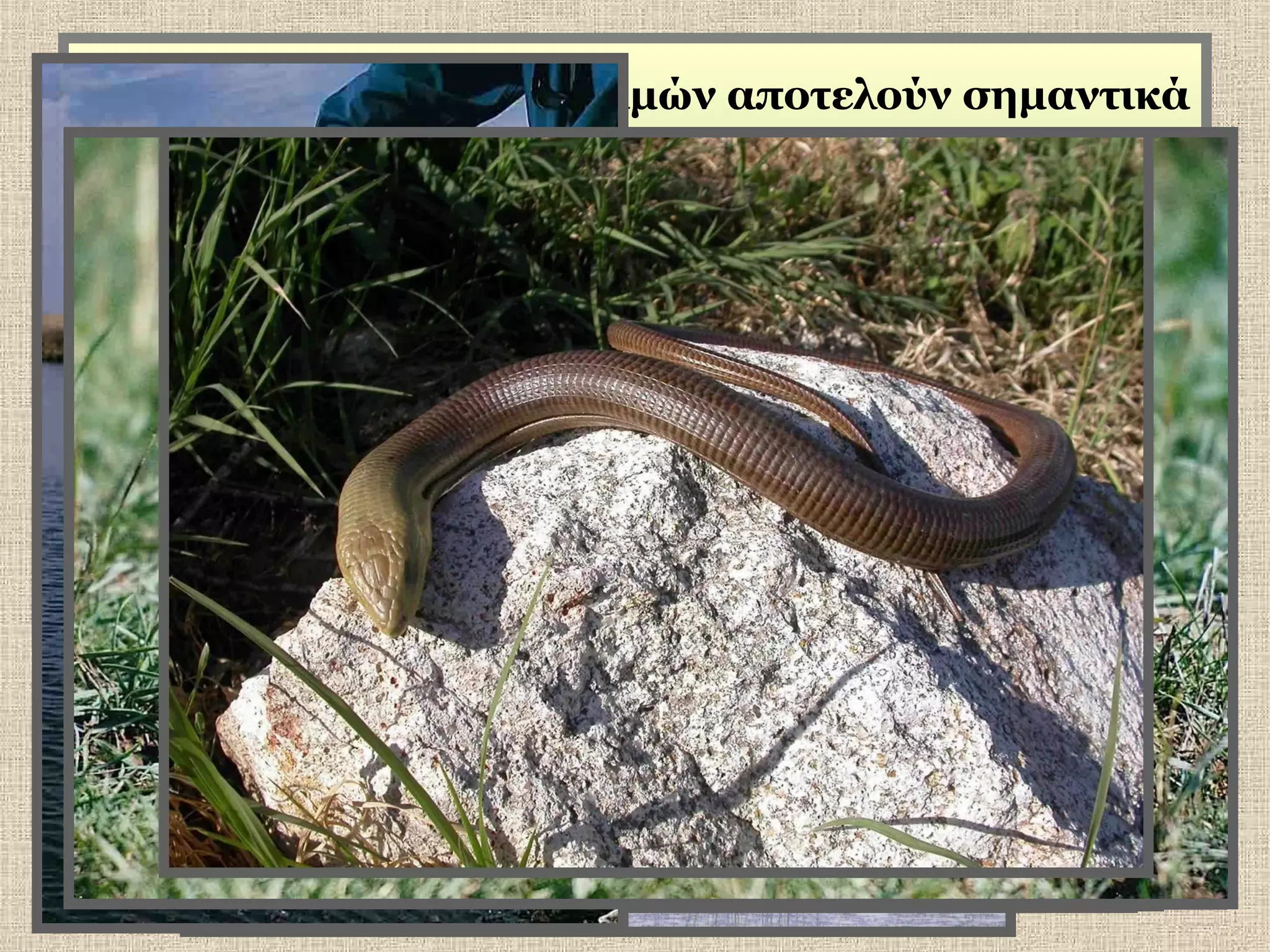 Πολλά από τα δέλτα ποταμών αποτελούν σημαντικά
οικοσυστήματα.

 